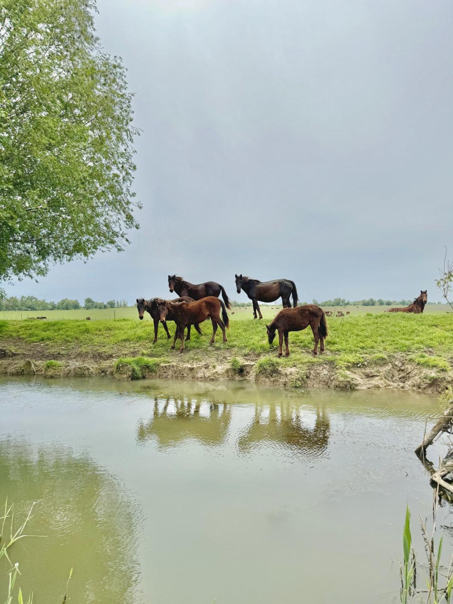 Danube Delta View Hotel Dunavăţu de Jos Bagian luar foto